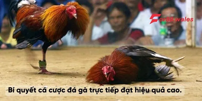 kèo đá gà trực tiếp