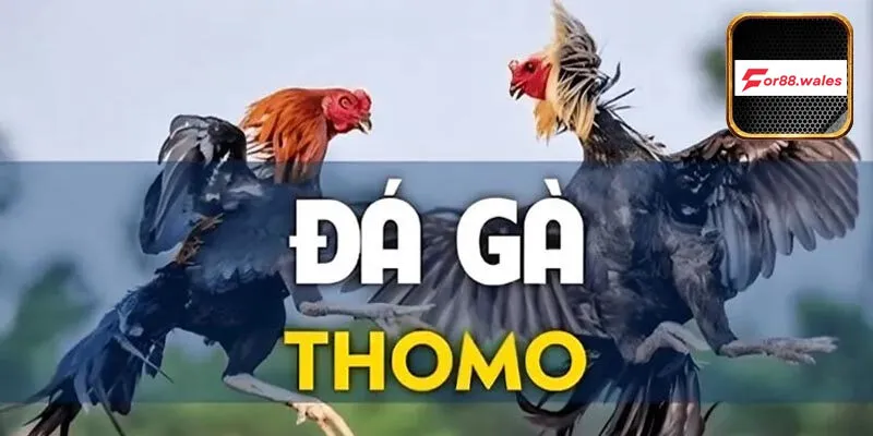 đá gà Thomo online