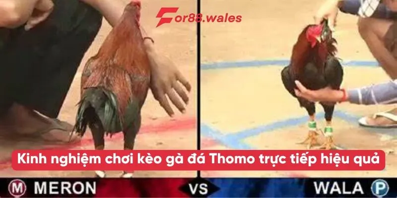 gà đá Thomo