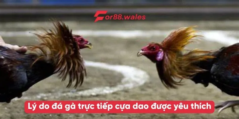 đá gà trực tiếp cựa dao